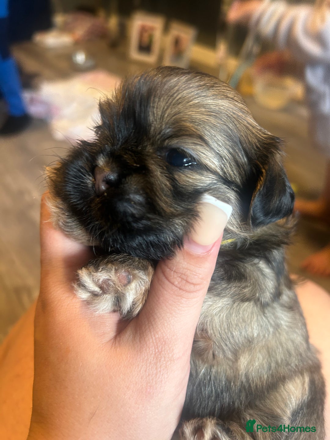 Shih Tzu dogs for sale: Shihtzu Puppies Available for reserve - Image 14