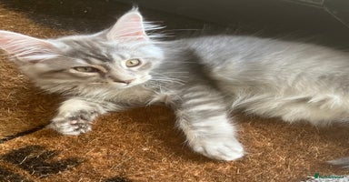 Maine Coon cats - Advert 16