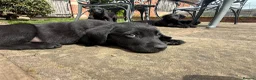 Labrador Retriever dogs for sale: Two left. Beautiful Black Labrador pups.  - Advert 12