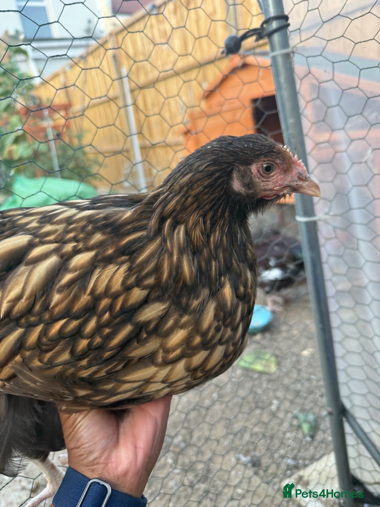 Chickens poultry Selection of pure breeds and mixed breed chickens - Advert 2