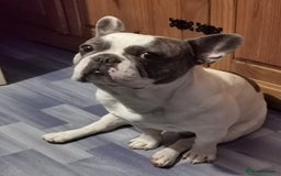 French Bulldog dogs for sale: 4 year old male french bulldog - Image 4