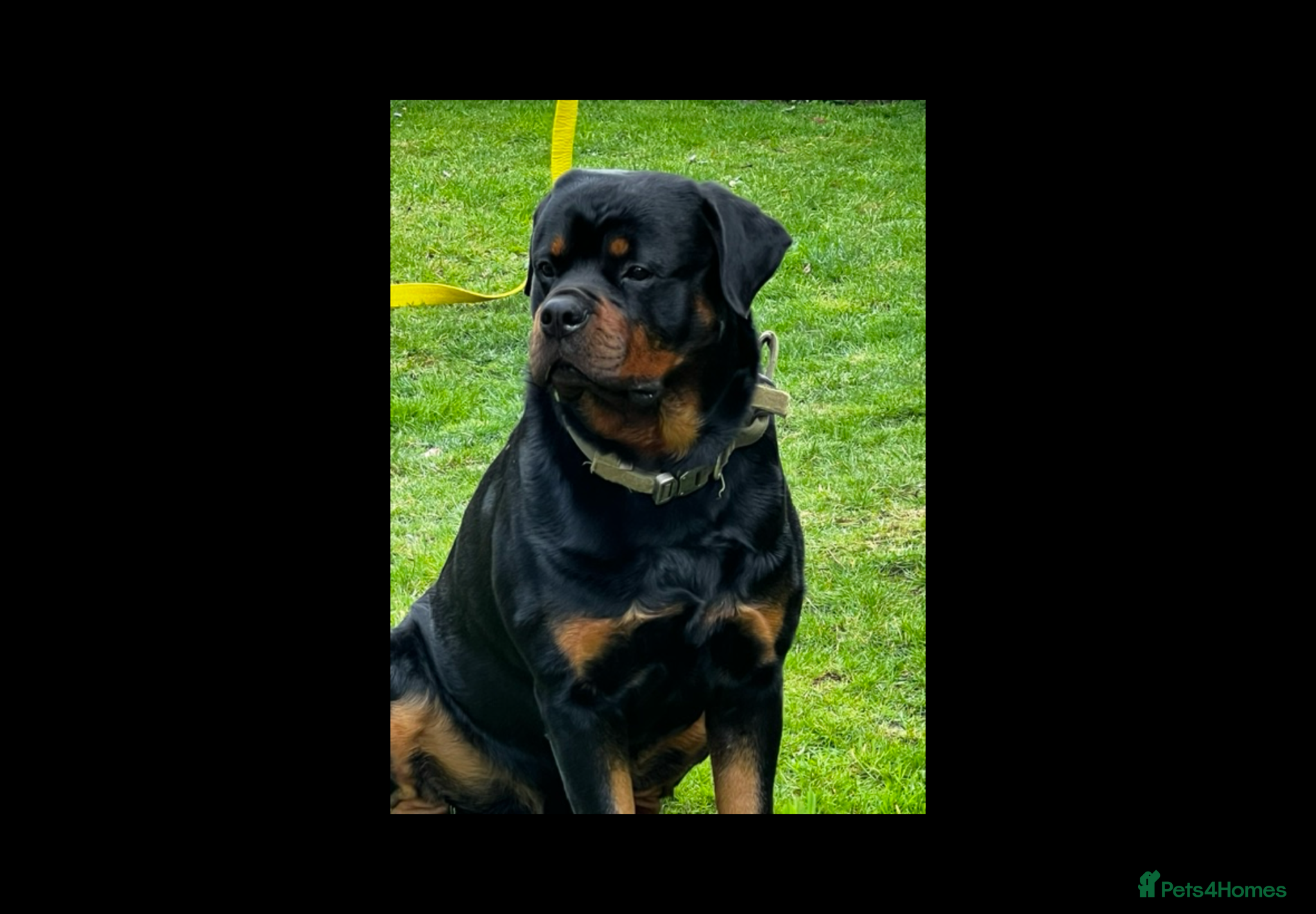 Rottweiler dogs KC registered Rottweiler Stud  - Advert 4