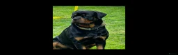 Rottweiler dogs for stud: KC registered Rottweiler Stud  - Advert 1