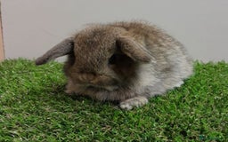 Mini Lop rabbits for sale: Vaccinated wellhandled Mini Lop-please read advert - Image 5