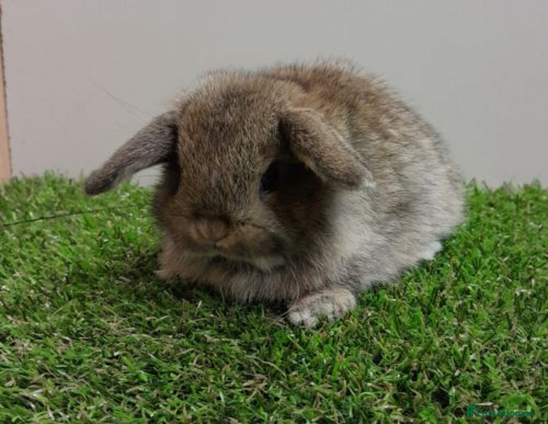 Mini Lop rabbits for sale: Vaccinated wellhandled Mini Lop-please read advert - Image 5