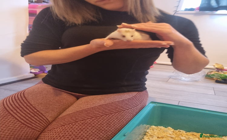 Hamster rodents - Advert 6