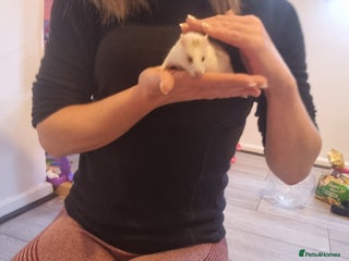 Hamster rodents - Advert 31