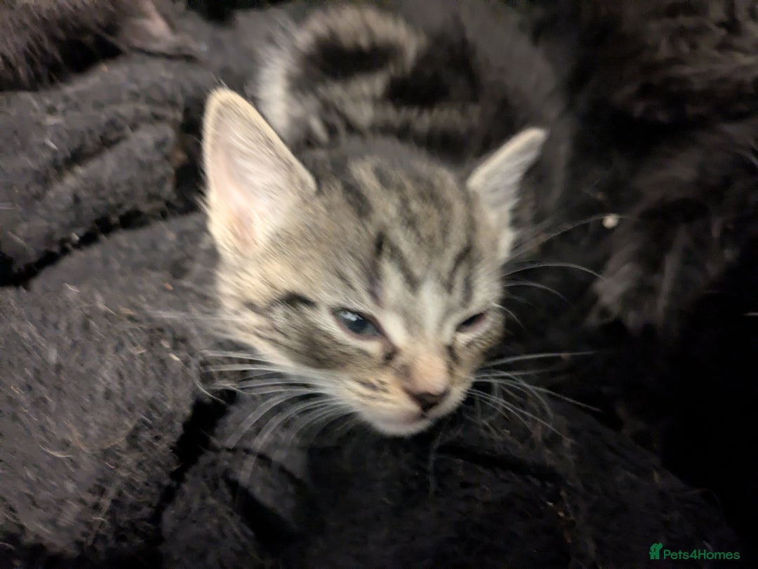 Mixed Breed cats for sale: Adorable kittens looking for a forever home - Image 6