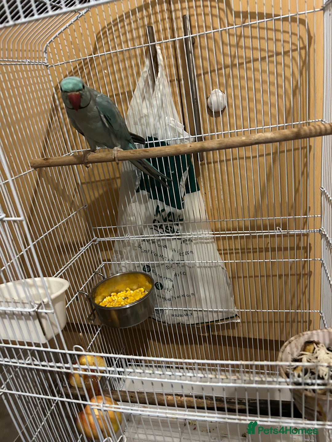 Ringnecks birds for sale: Ringnick proven breeding pairs  - Image 7