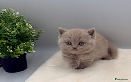 British Shorthair cats for sale: PEDIGREE REGISTERED CHUNKY BRITISH SHORTHAIRS  - Image 8