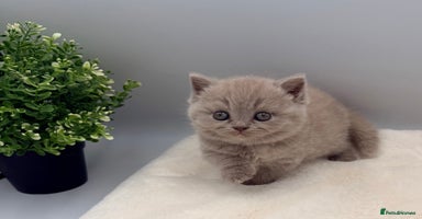 British Shorthair cats PEDIGREE REGISTERED CHUNKY BRITISH SHORTHAIRS  - Advert 2