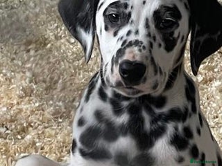 Dalmatian dogs Dalmation Puppies - Advert 4