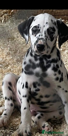 Dalmatian dogs Dalmation Puppies - Advert 7