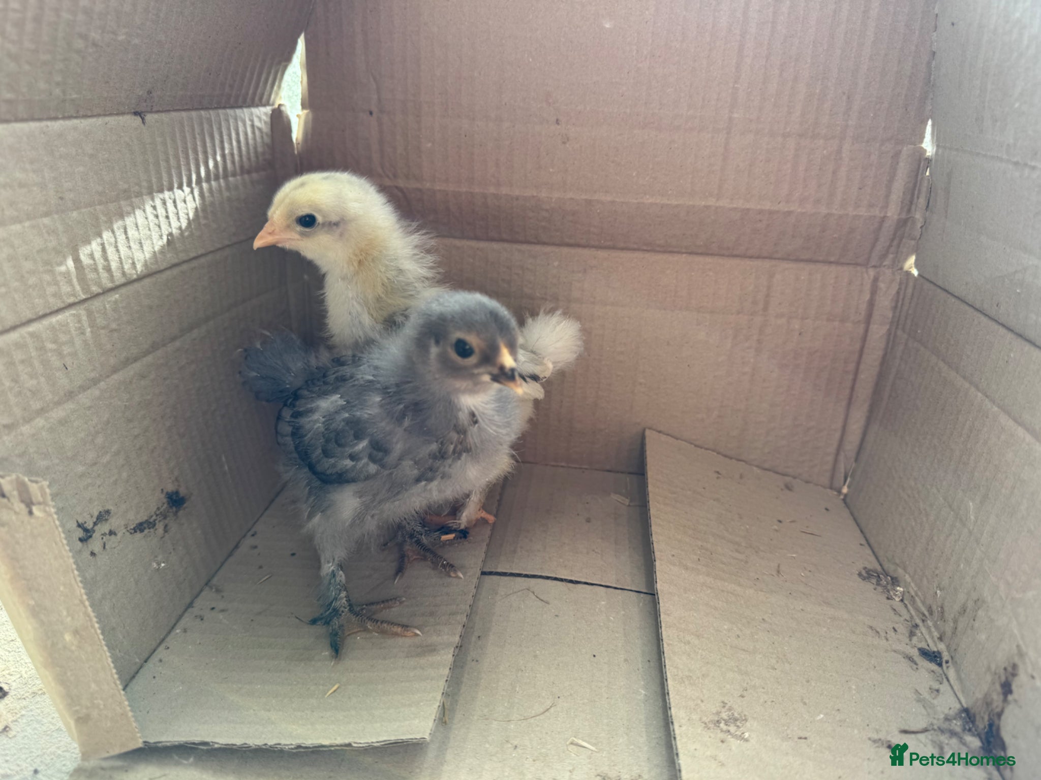 Chickens poultry 2 week old chicks  - Advert 1