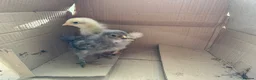 Chickens poultry for sale: 5 week old chicks  - Advert 1