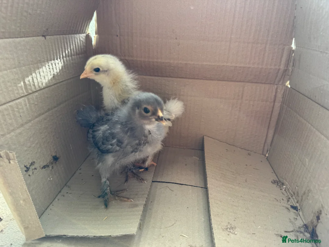 Chickens poultry for sale: 5 week old chicks  - Advert 1