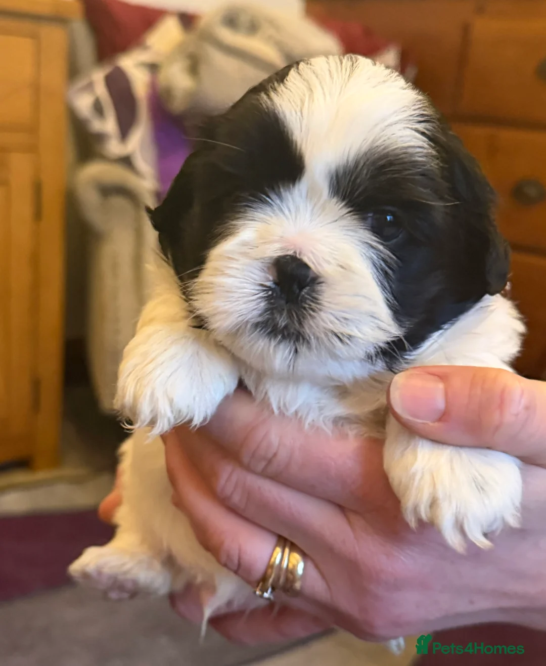 Shih Tzu dogs for sale: Beautiful Shih Tzu’s - STUNNING pure breds - Advert 13