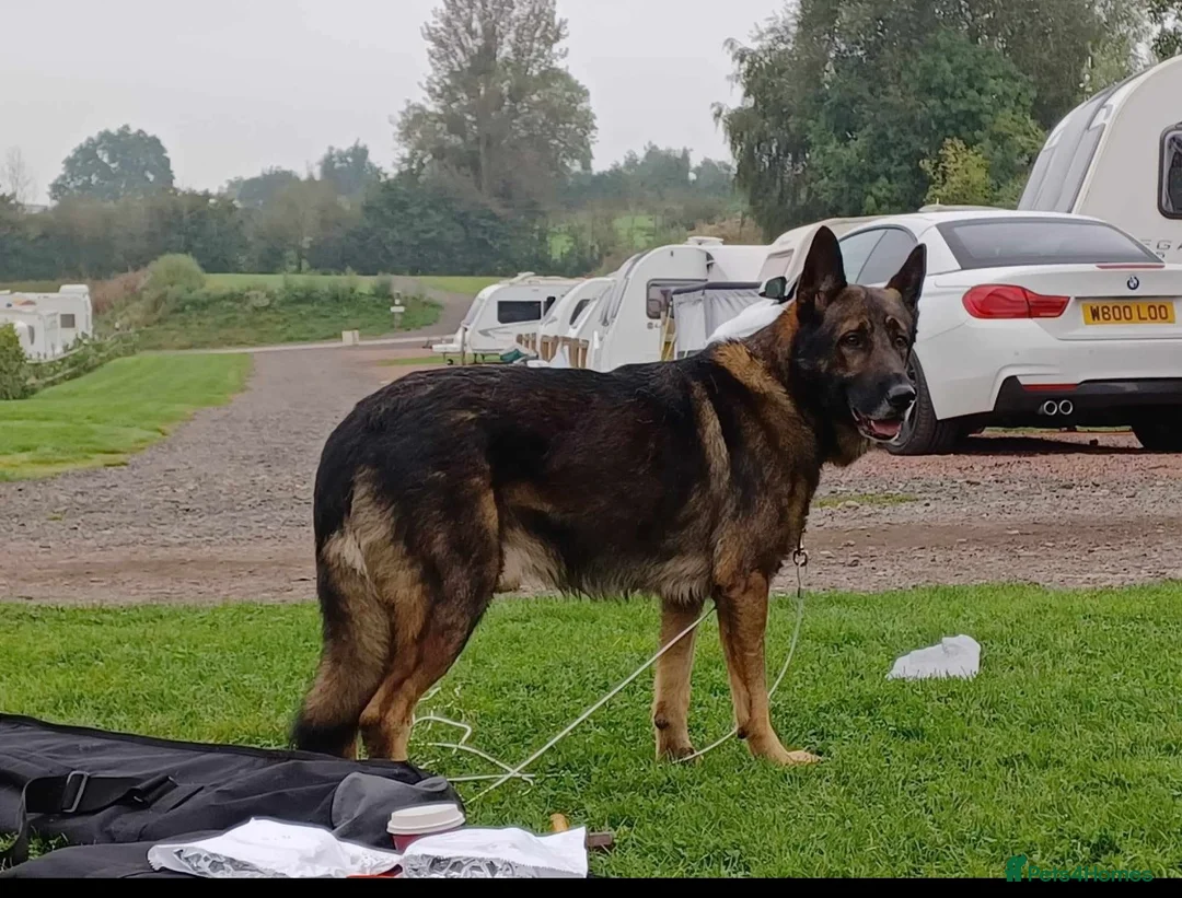 German Shepherd dogs for sale: 11 german shepherd puppies - Advert 6