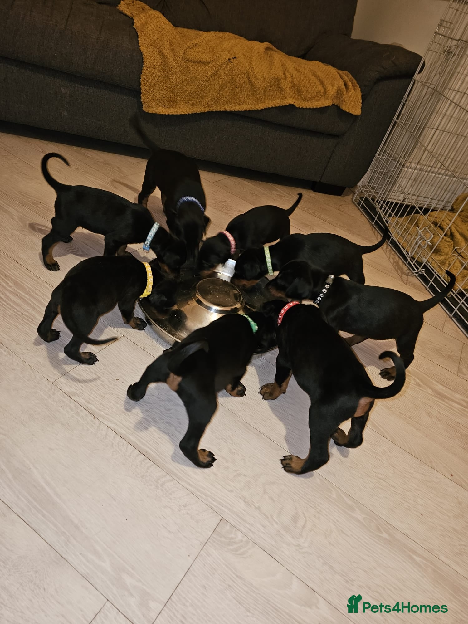 Dobermann dogs ☆☆DOBERMAN PUPPIES FOR SALE ☆☆ - Advert 5