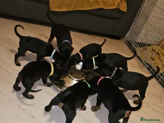 Dobermann dogs ☆☆DOBERMAN PUPPIES FOR SALE ☆☆ - Advert 5