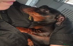 Dachshund dogs for sale: 1 year old female Dachshund for rehome - Advert 1