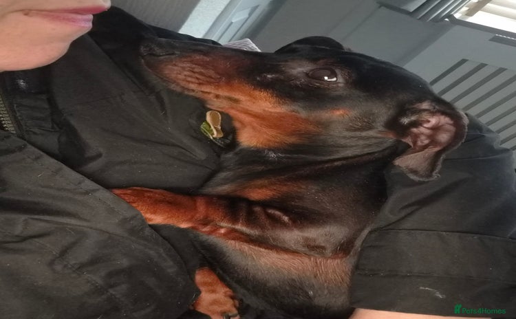 Dachshund dogs 1 year old female Dachshund for rehome - Advert 1