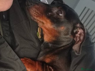 Dachshund dogs 1 year old female Dachshund for rehome - Advert 2