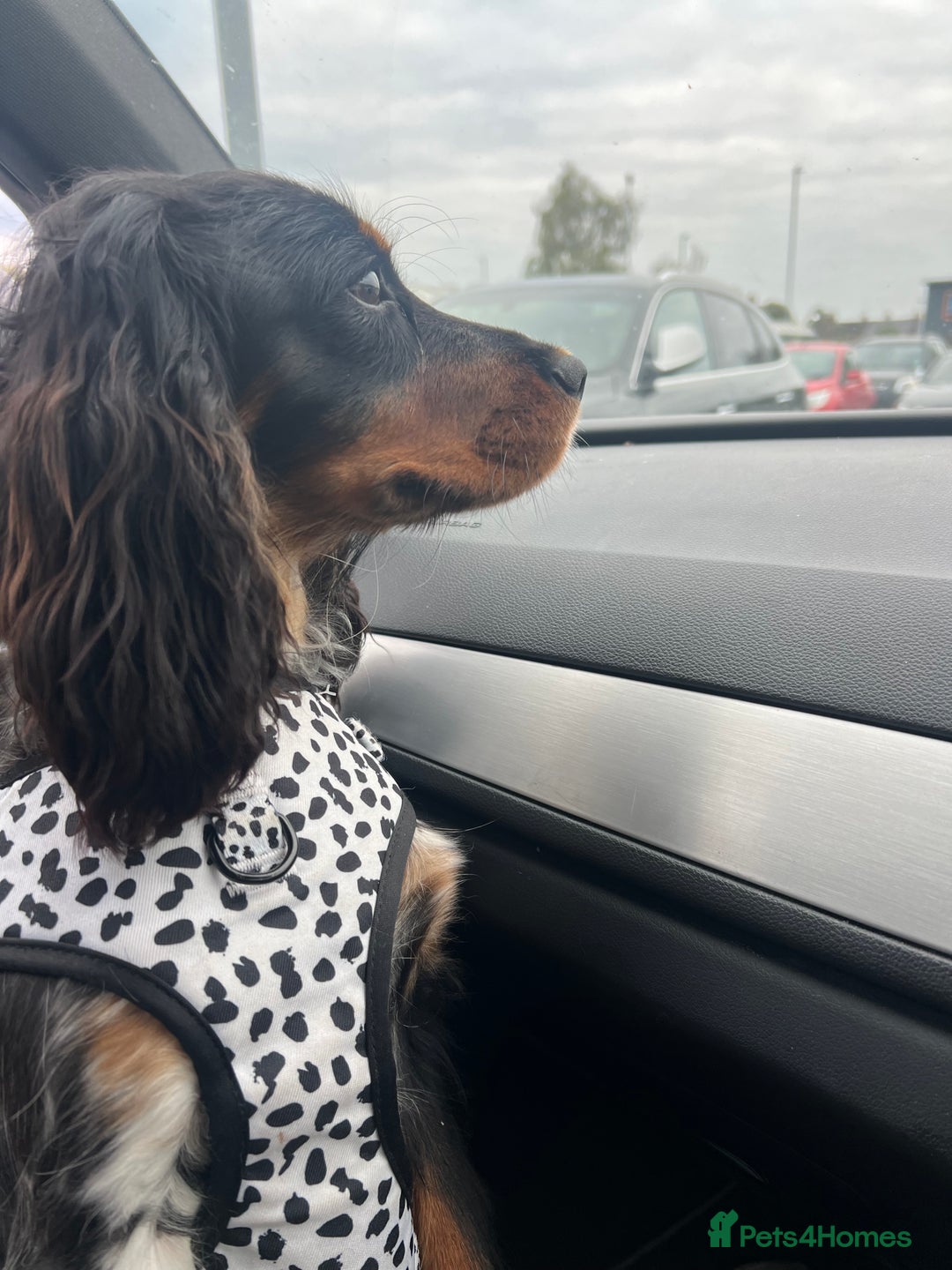 Cockalier dogs for sale: Beautiful Show Cocker spaniel x CKC spaniel  - Advert 2