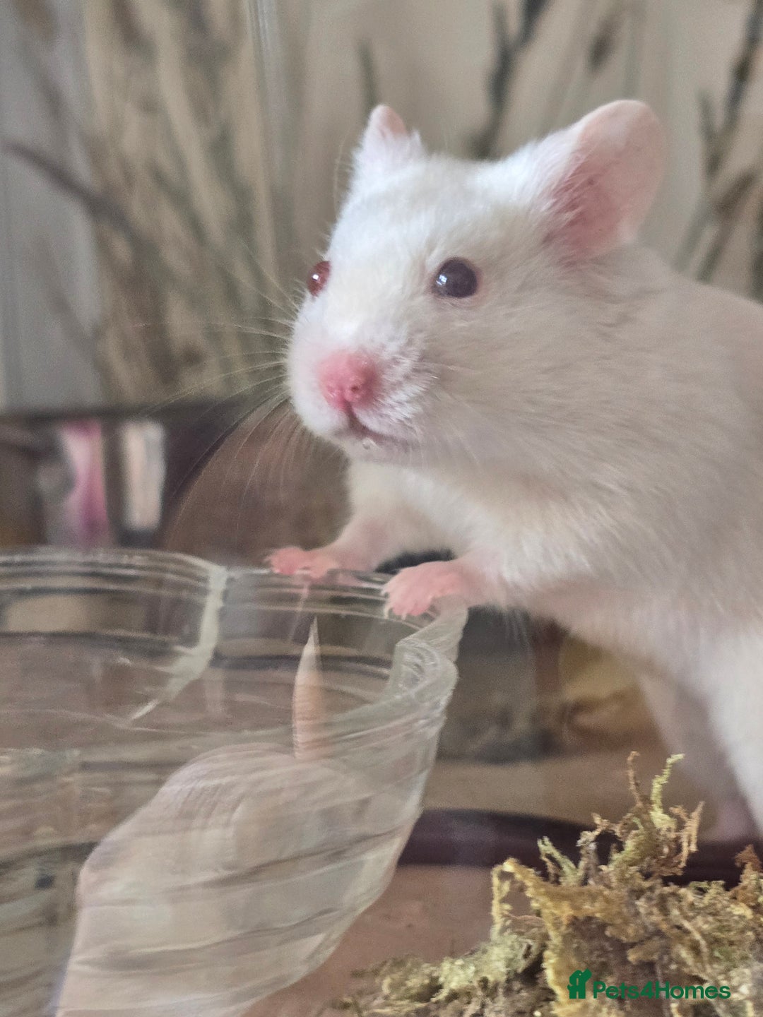 Hamster rodents for sale: Syrian Hamster - Image 5