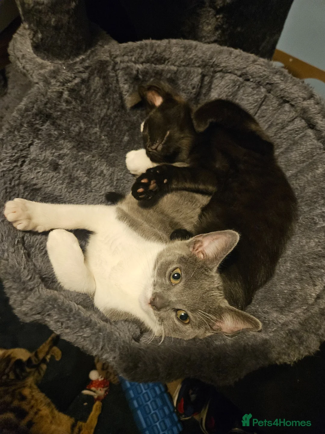 British Shorthair cats for sale: 3 kittens  in Basingstoke - Advert 3