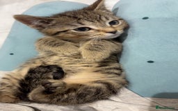 Mixed Breed cats for sale: The most loving bundles of fluff  - Image 9