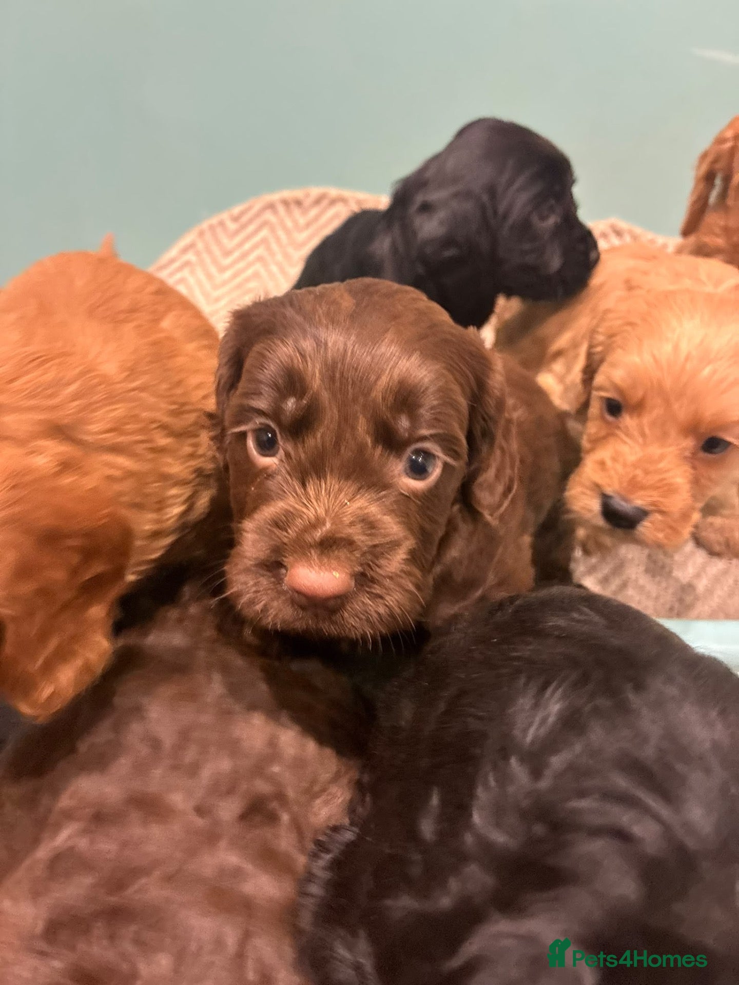 Cockapoo dogs for sale: Gorgeous cockatoo puppies  - Advert 1