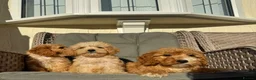 Cockapoo dogs for sale: F1 pra clear Cockapoos (council licensed) - Advert 12