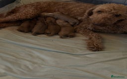 Cockapoo dogs for sale: Cockapoo Puppies - Image 1