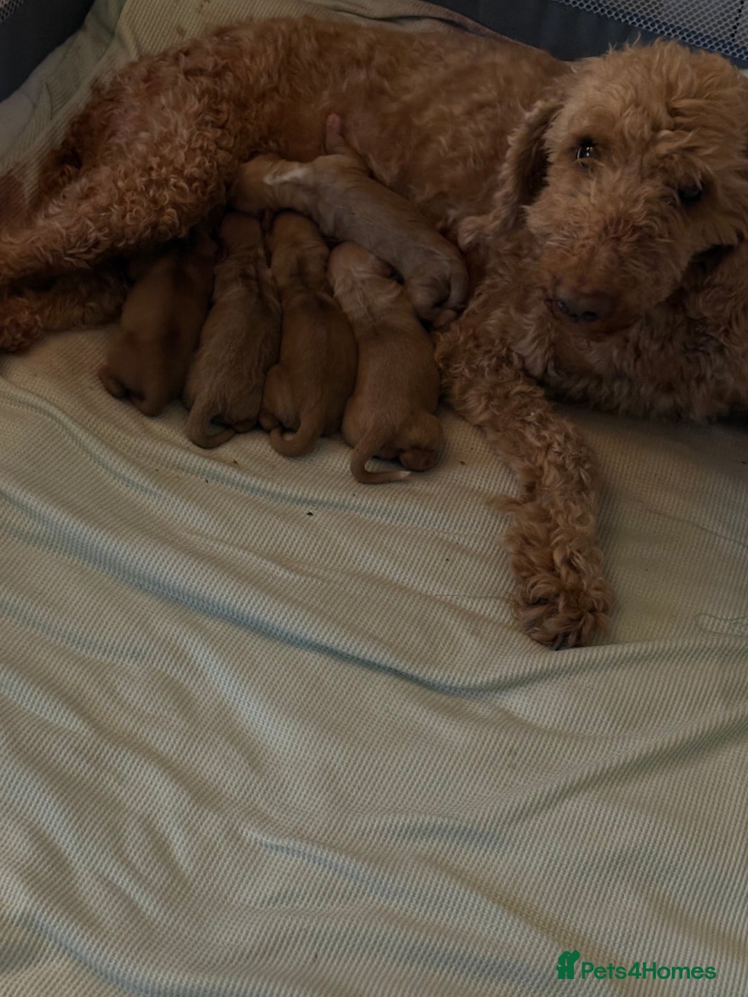 Cockapoo dogs for sale: Cockapoo Puppies - Image 1