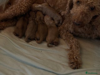 Cockapoo dogs - Advert 1