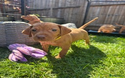 Hungarian Vizsla dogs for sale: Fantastic KC Hungarian Vizsla Puppies! in Rugby - Image 13