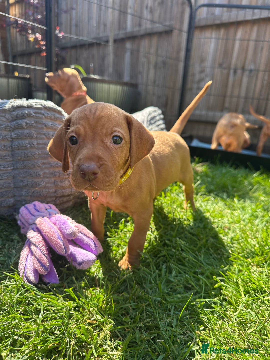 Hungarian Vizsla dogs for sale: Fantastic KC Hungarian Vizsla Puppies! in Rugby - Image 13