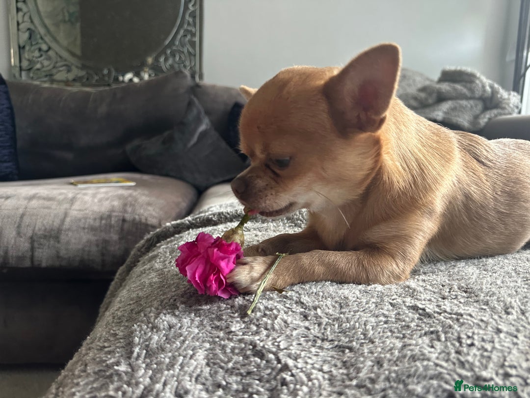 Chihuahua dogs for stud: Chihuahua short hair  - Advert 10