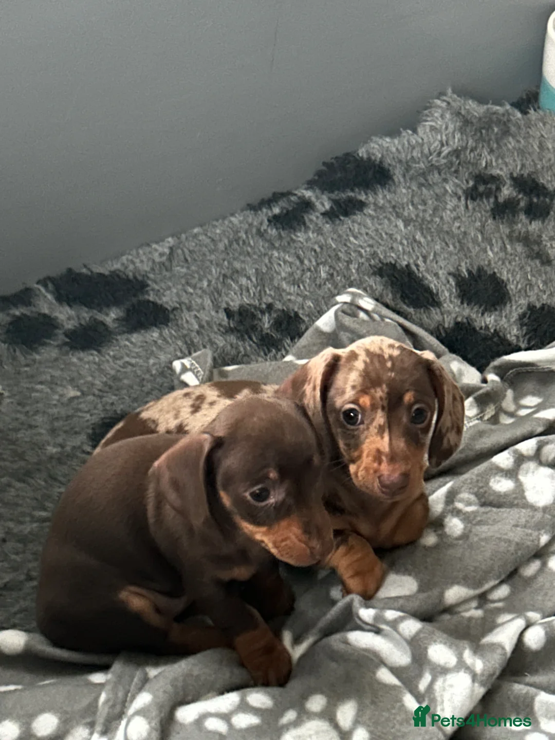 Miniature Dachshund dogs for sale: Two stunning kc reg mini girls  - Advert 2