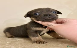 Mixed Breed dogs for sale: 3 gorgeous pups ready now - Image 12