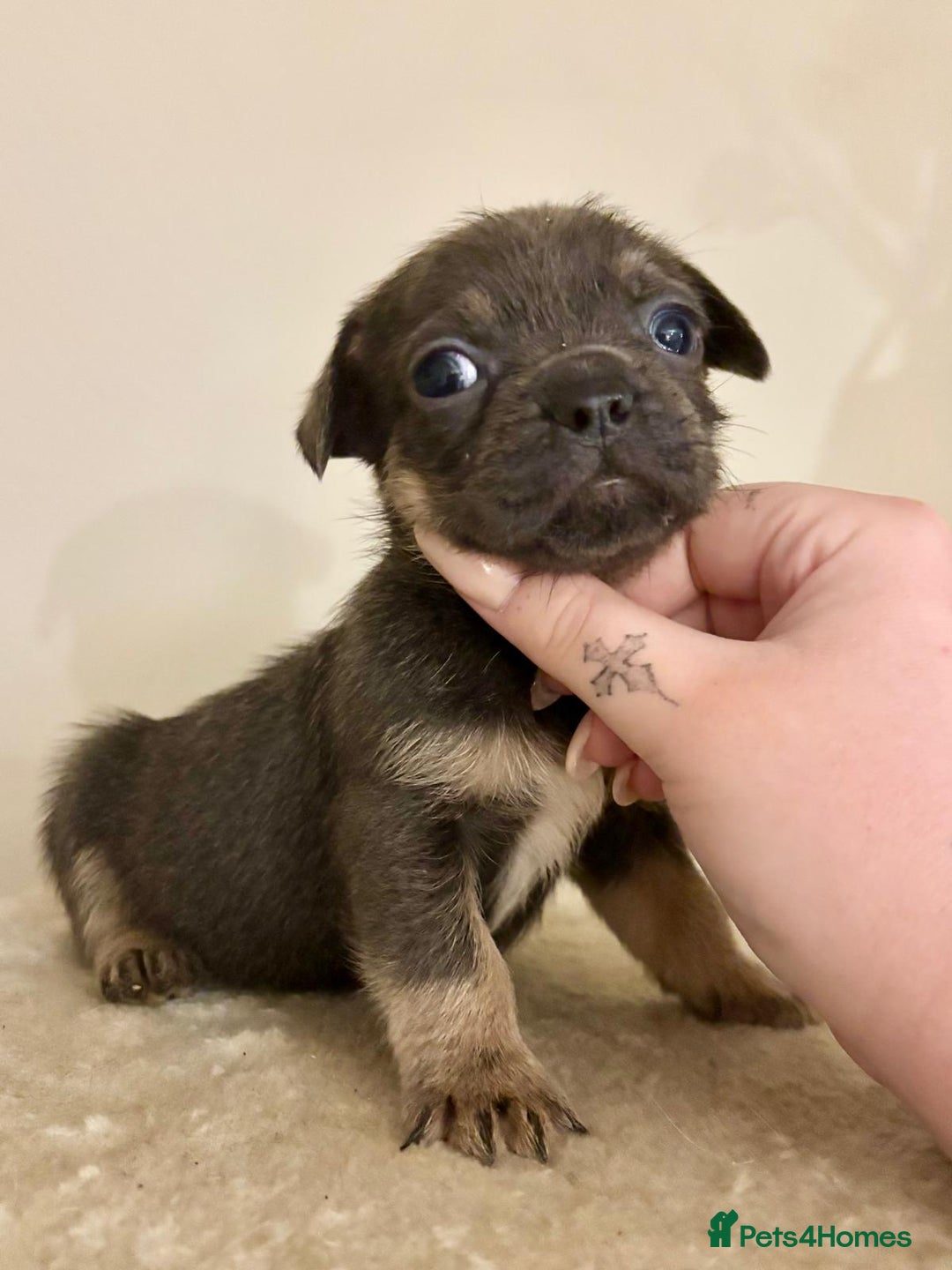 Mixed Breed dogs for sale: 3 gorgeous pups ready now - Image 12