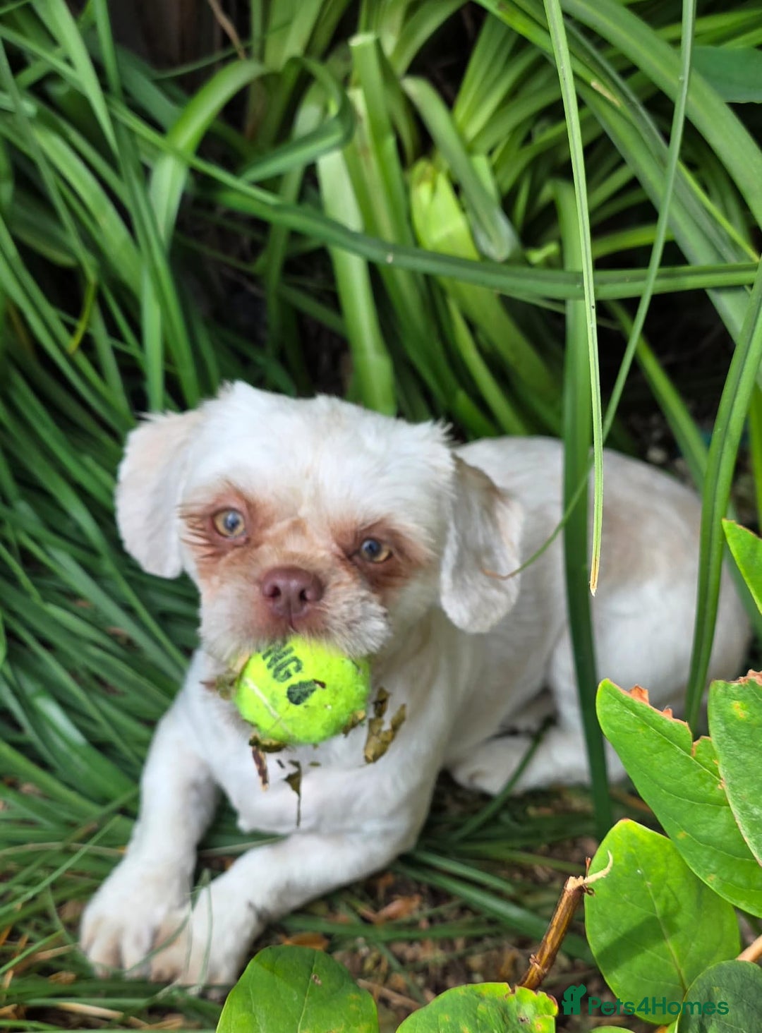 Shih Tzu dogs for sale: Imperial shih-tzus - Advert 8