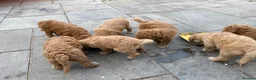 Mixed Breed dogs for sale: Red Australian labradoodle  in Caerphilly - Advert 15
