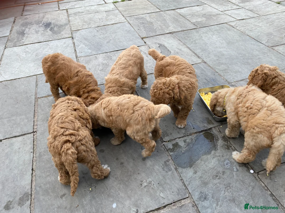 Mixed Breed dogs for sale: Red Australian labradoodle  in Caerphilly - Advert 15