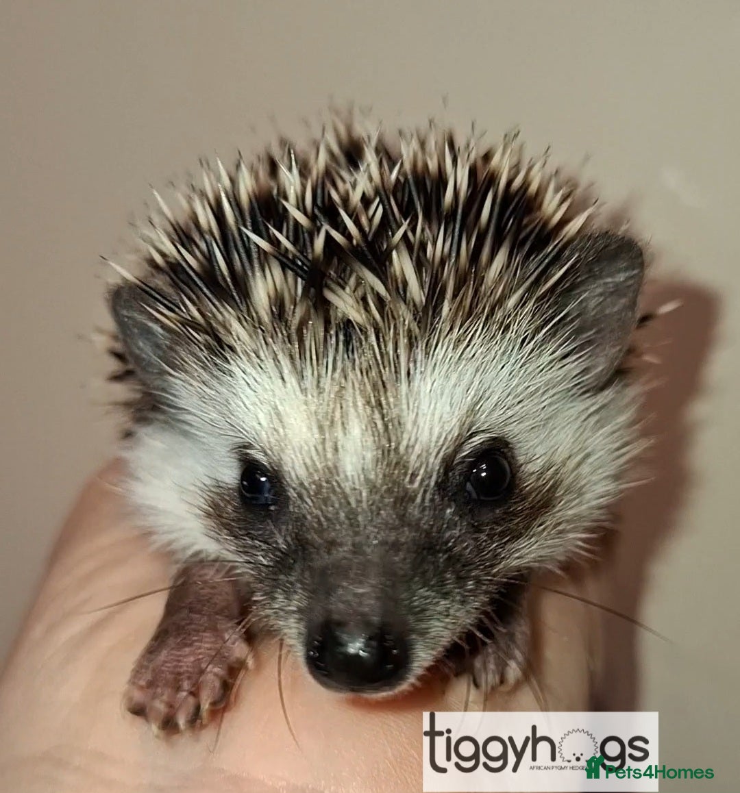 Pygmy Hedgehog rodents New pics added 19/4 male and females available  - Advert 2