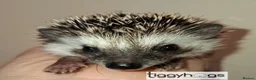 Pygmy Hedgehog rodents for sale: Ready from 9th may - 1 handsome Male - Advert 13