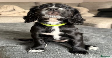 Cocker Spaniel dogs - Advert 14