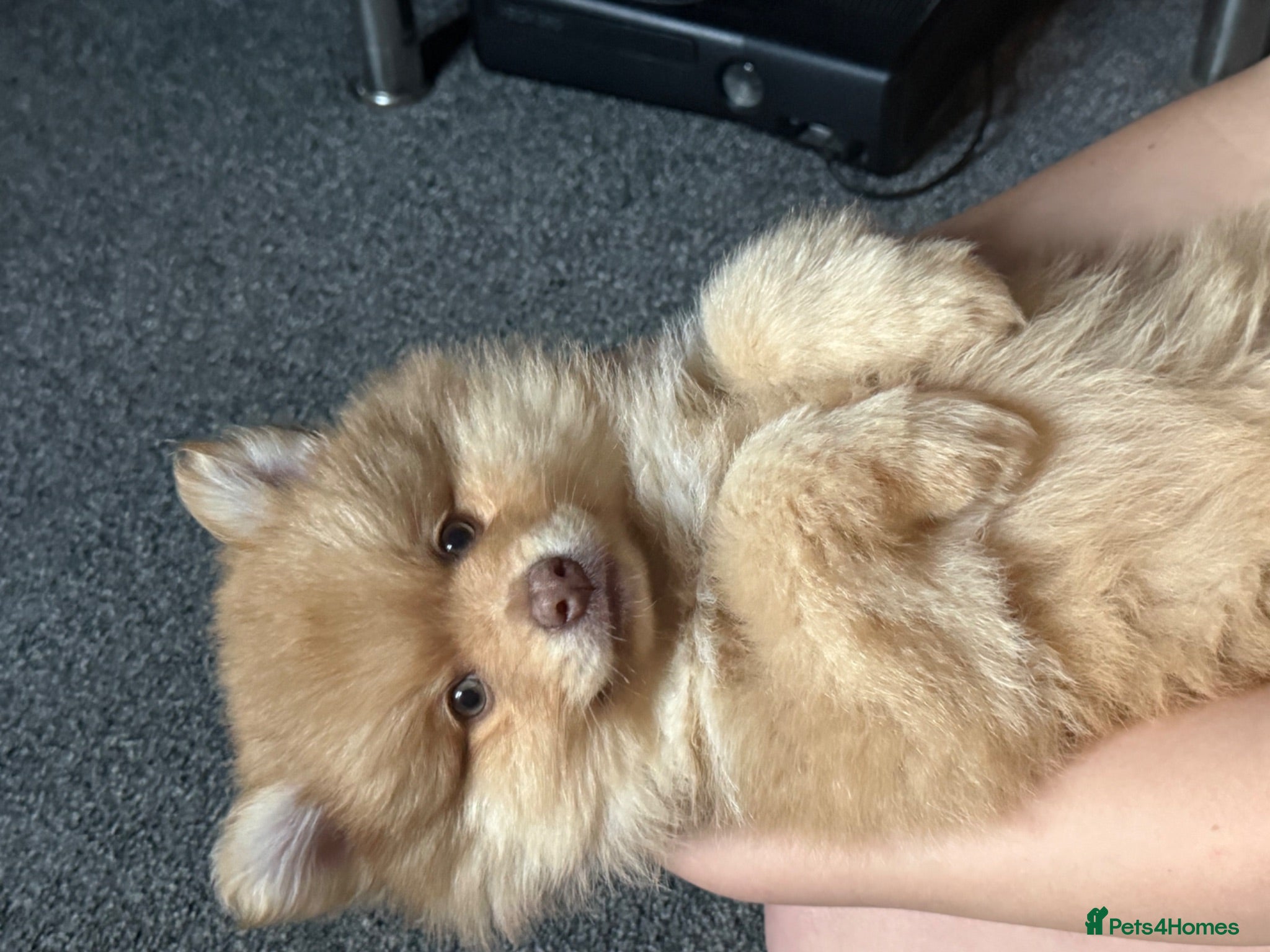 Pomsky dogs F3 Rare honey merle pomsky ready for a new home  - Advert 14