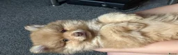 Pomsky dogs for sale: F3 Rare honey merle pomsky ready for a new home  - Advert 1